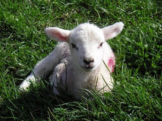 lambing time lambing time